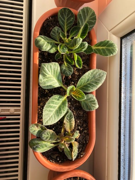 B4380AFC-71F8-4AD4-AC4B-08E68E88F543 - Gloxinii 2018