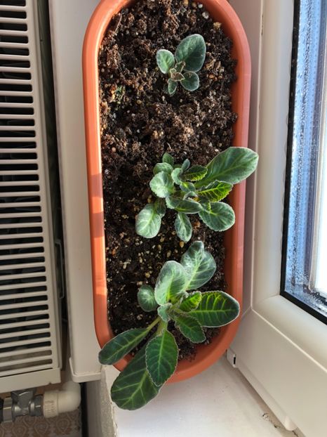 0B3D467D-6D2E-48BA-A5C8-E75DCB0BA241 - Gloxinii 2018