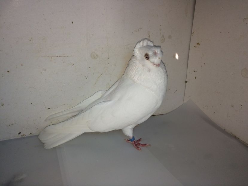 7095  femelă  2018_3 - pui 2018 BM