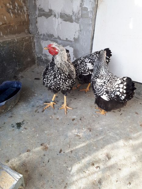  - Wyandotte argintiu