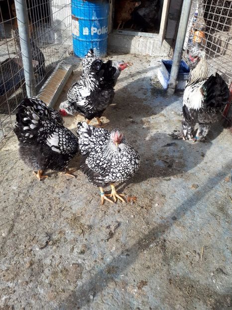  - Wyandotte argintiu