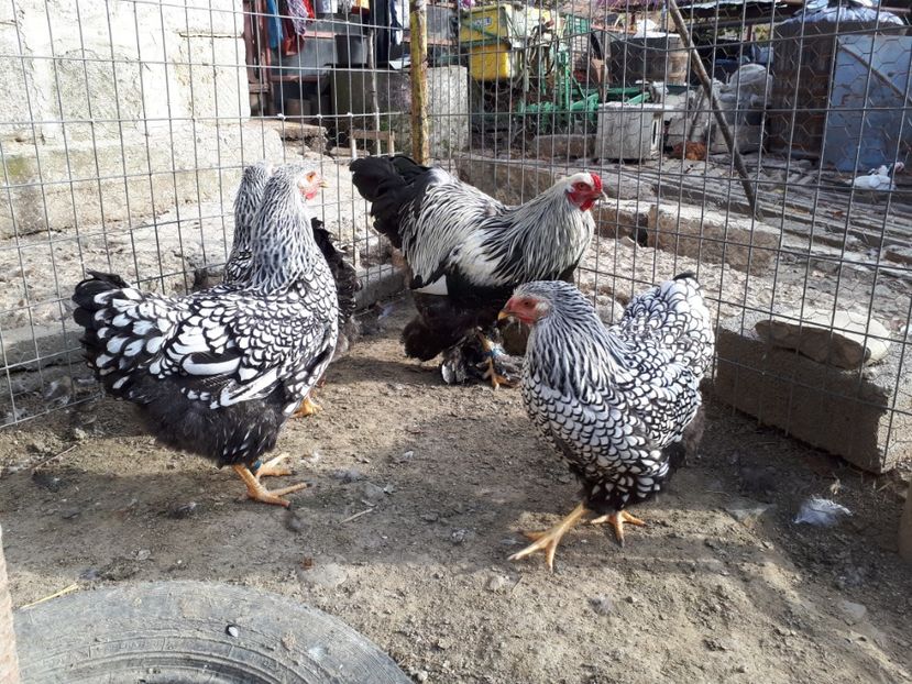  - Wyandotte argintiu