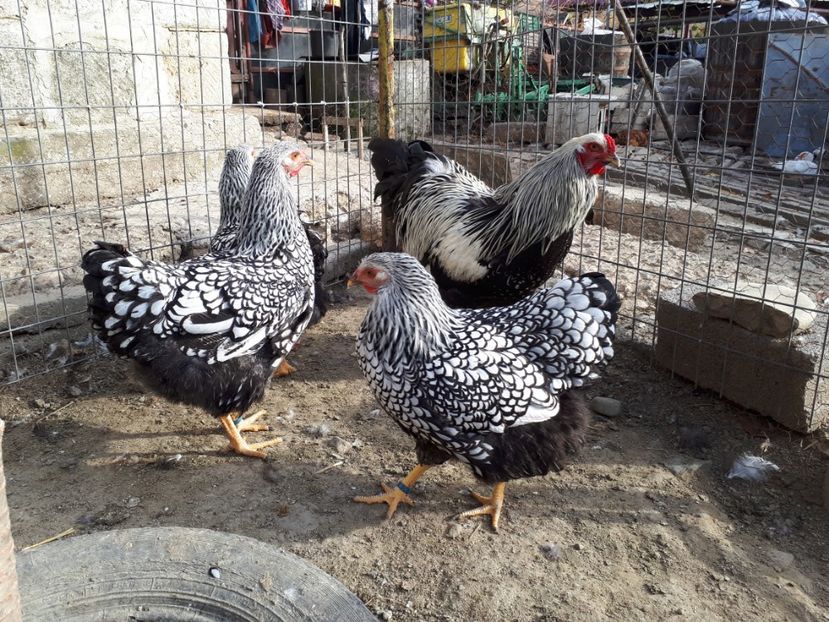  - Wyandotte argintiu