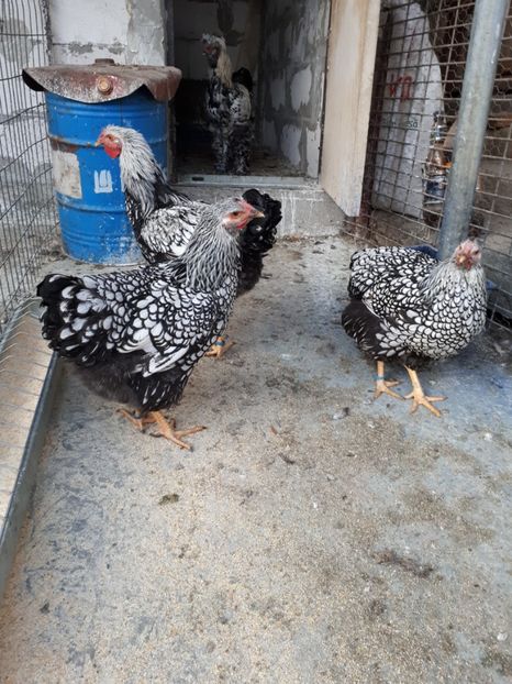  - Wyandotte argintiu