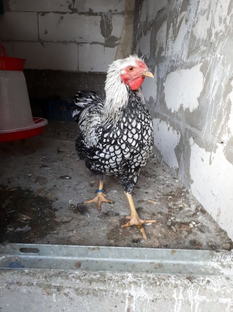  - Wyandotte argintiu