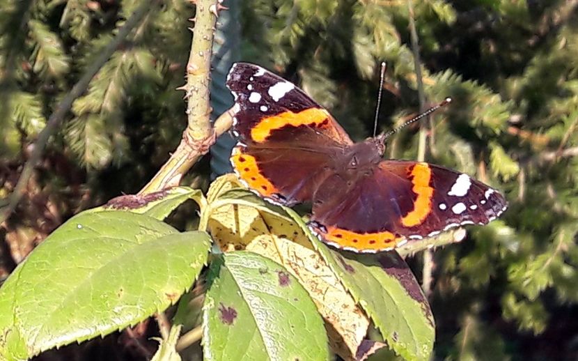 Nu e floricica dar e frumos foc :) - Diverse flori