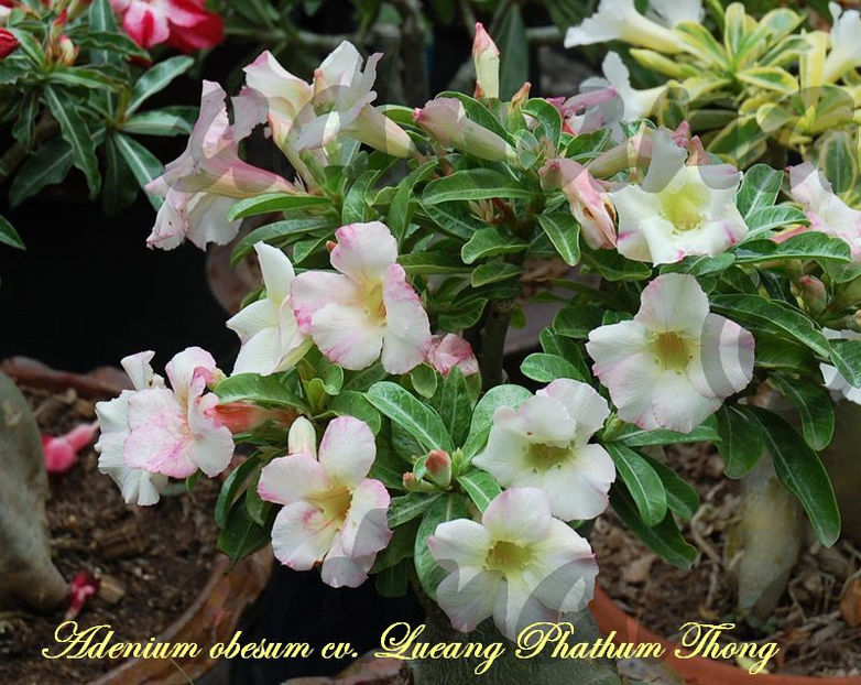  - Adenium obesum