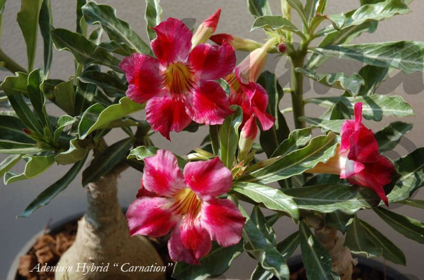  - Adenium obesum