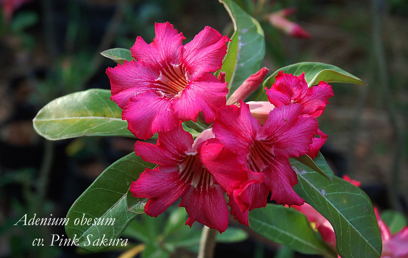  - Adenium obesum