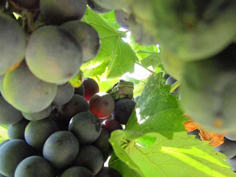 Răcănel pe bobul de strugure - Răcănei