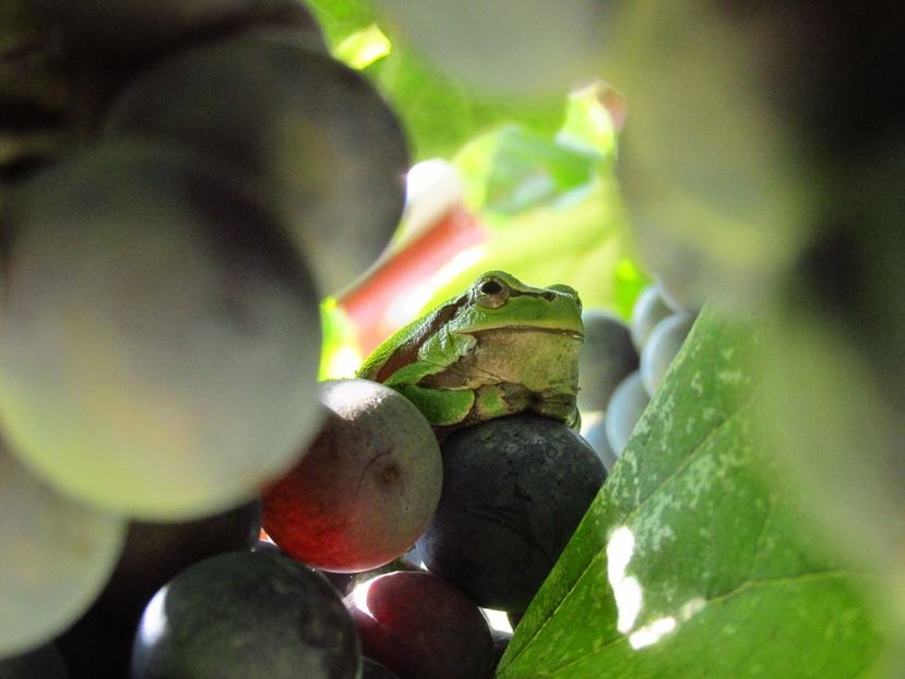 Răcănel pe bobul de strugure - Răcănei