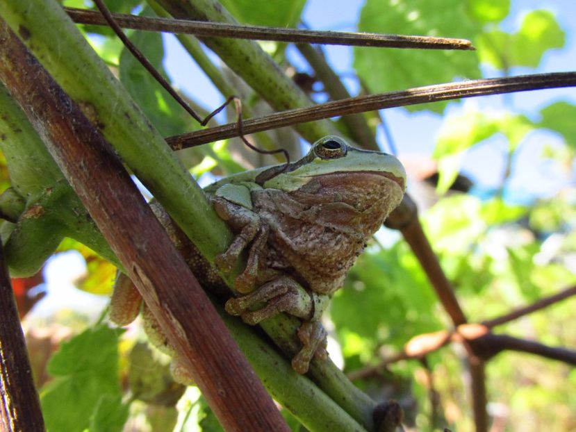 Răcănel - Răcănei