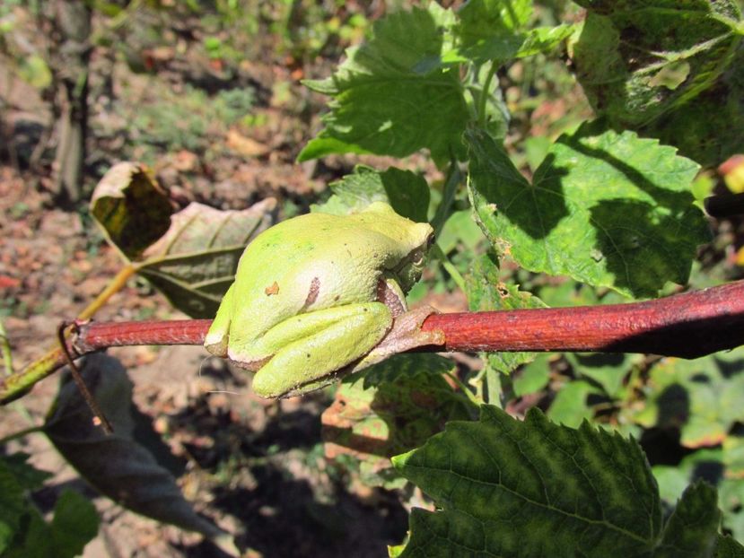 Răcănel - Răcănei