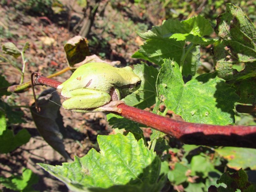 Răcănel - Răcănei