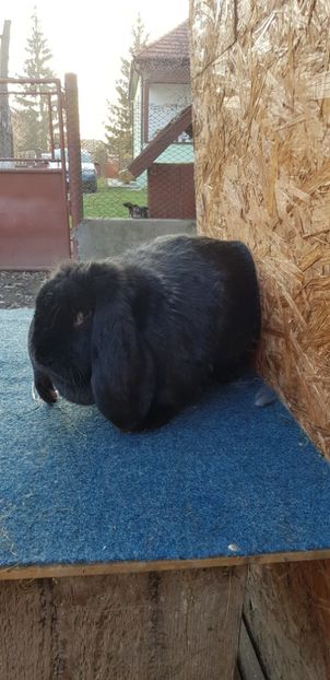  - De vanzare noiembrie 2018