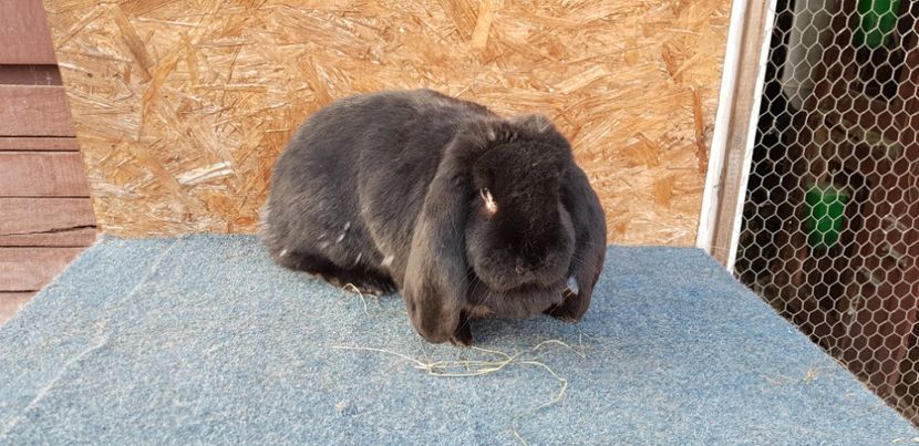  - De vanzare noiembrie 2018