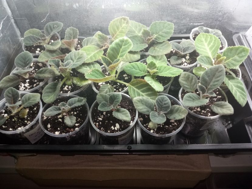 Avem două luni - Gloxinii din semințele obținute de mine 2018-2019