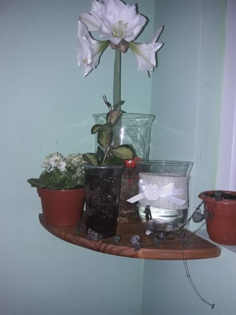  - Hoya Australis Lisa