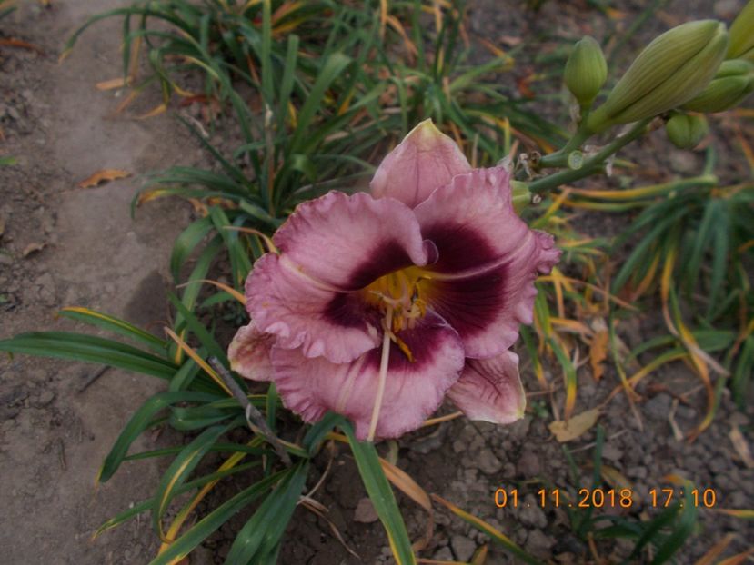  - Hemerocallis 2018