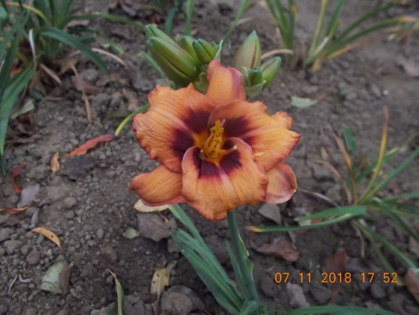  - Hemerocallis 2018