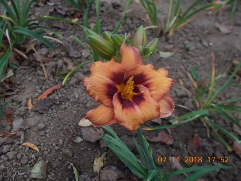  - Hemerocallis 2018