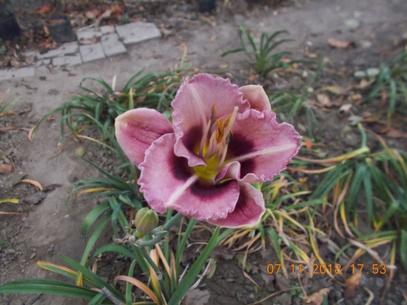  - Hemerocallis 2018