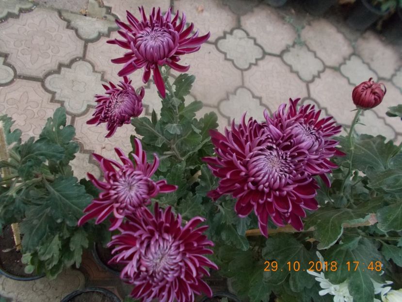  - CRIZANTEME 2018