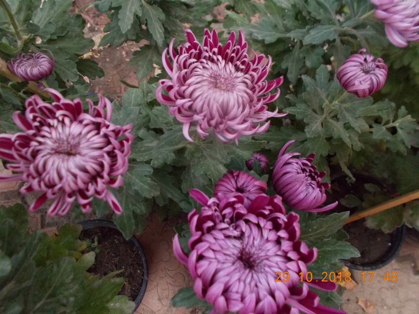 - CRIZANTEME 2018
