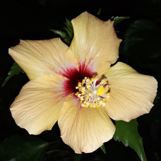  - hibi cuban variety