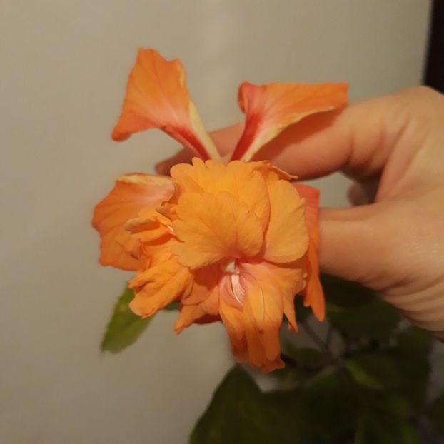  - hibi el cap orange