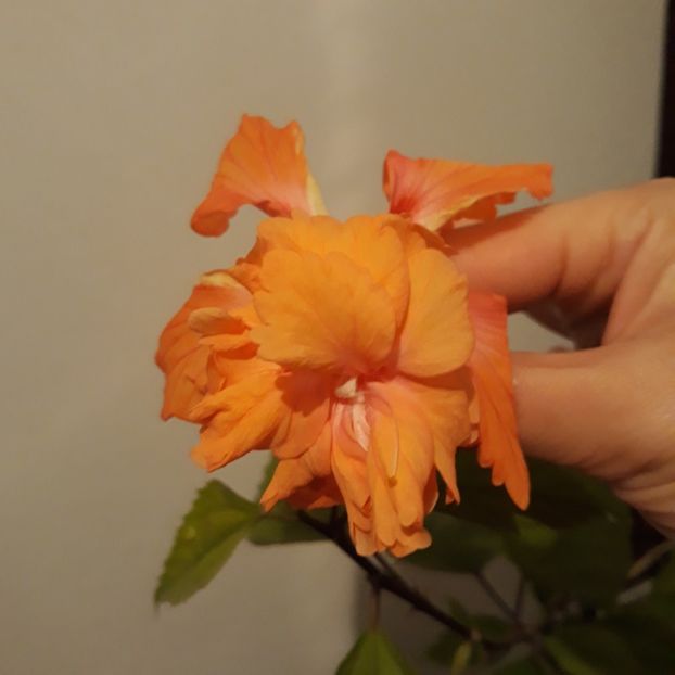  - hibi el cap orange