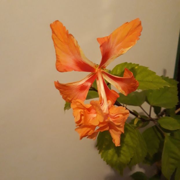  - hibi el cap orange