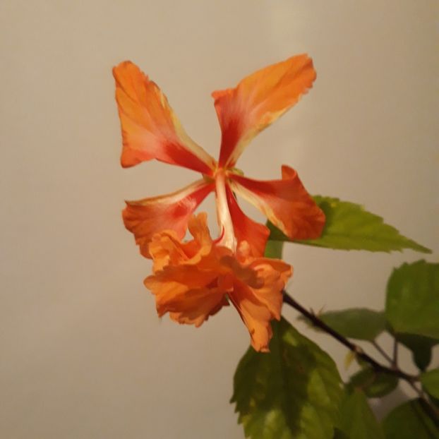 - hibi el cap orange