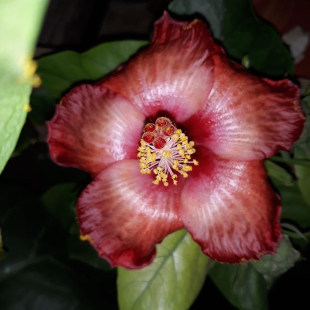  - hibi creme de cacao