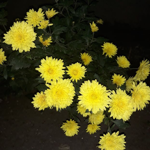  - Crizanteme si tufanici