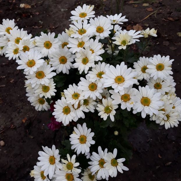  - Crizanteme si tufanici