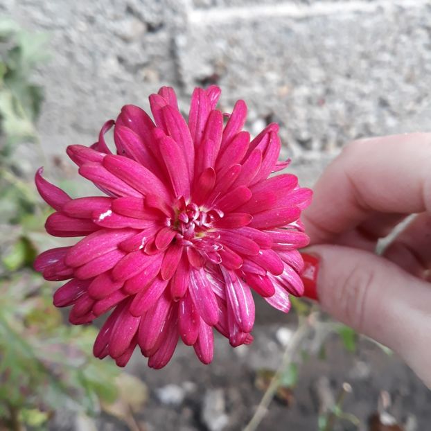  - Crizanteme si tufanici