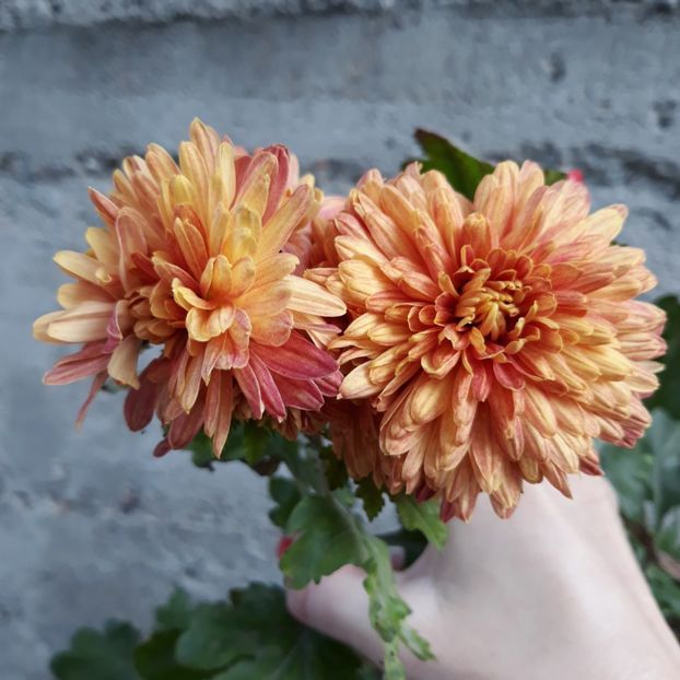  - Crizanteme si tufanici