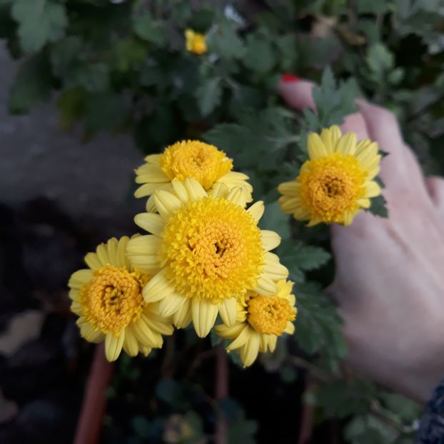  - Crizanteme si tufanici