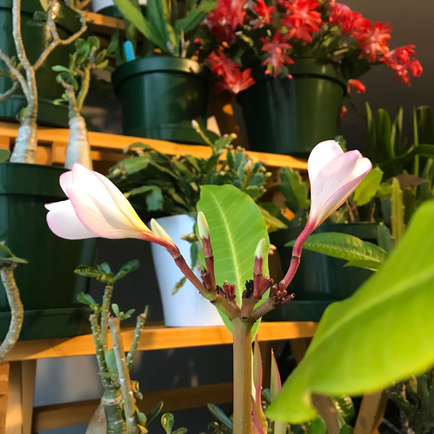  - 2018 Plante de interior