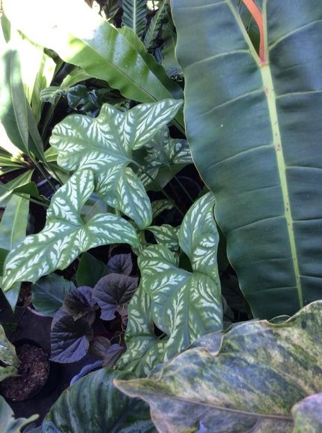 caut acest syngonium - 00 CAUT ACESTE PLANTE