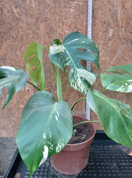 M.d. Borsigiana albo variegata - 003-1 Mostera