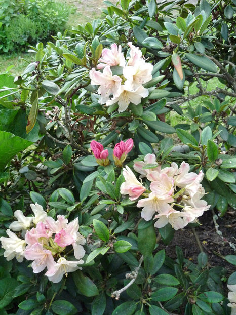  - Azalee si Rhododendroni