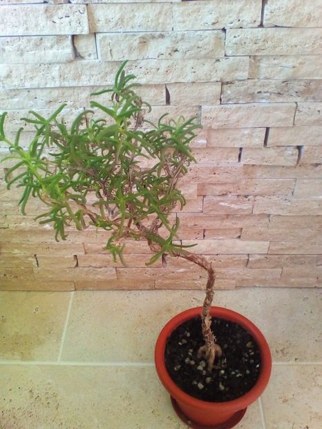  - plantutele mele