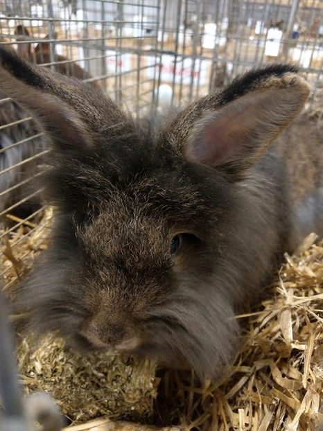  - EXPOZIȚIA EUROPEANĂ - HERNING 2018