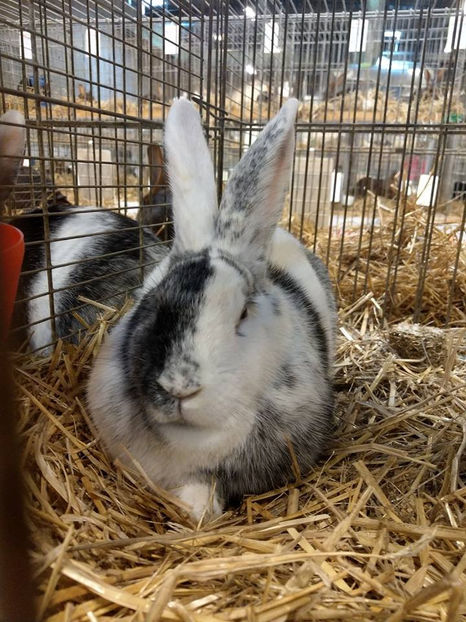  - EXPOZIȚIA EUROPEANĂ - HERNING 2018