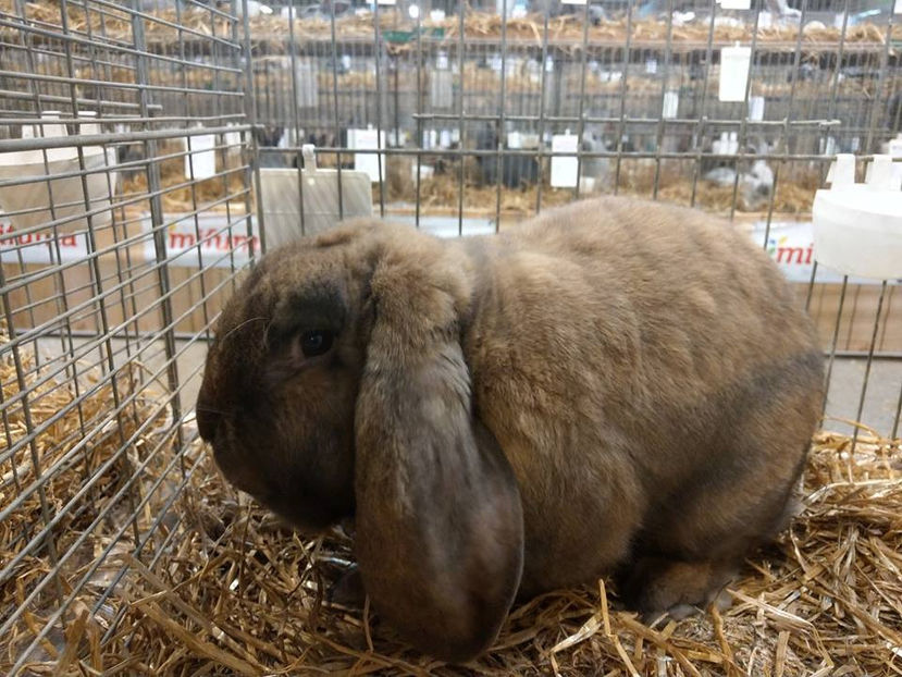  - EXPOZIȚIA EUROPEANĂ - HERNING 2018