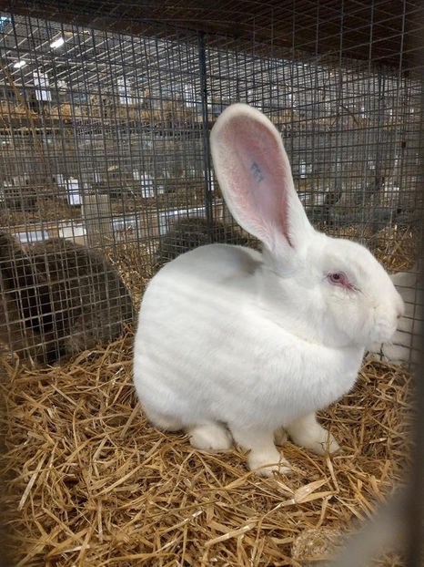  - EXPOZIȚIA EUROPEANĂ - HERNING 2018