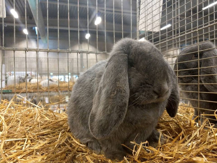  - EXPOZIȚIA EUROPEANĂ - HERNING 2018