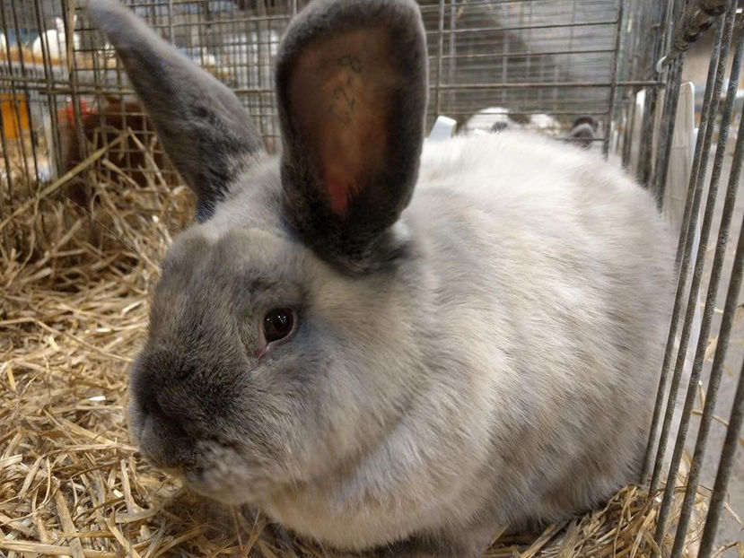  - EXPOZIȚIA EUROPEANĂ - HERNING 2018